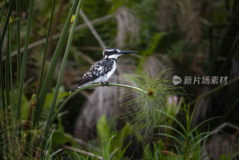 乌干达，沼泽中被射杀的彩衣翠鸟(Ceryle rudis)